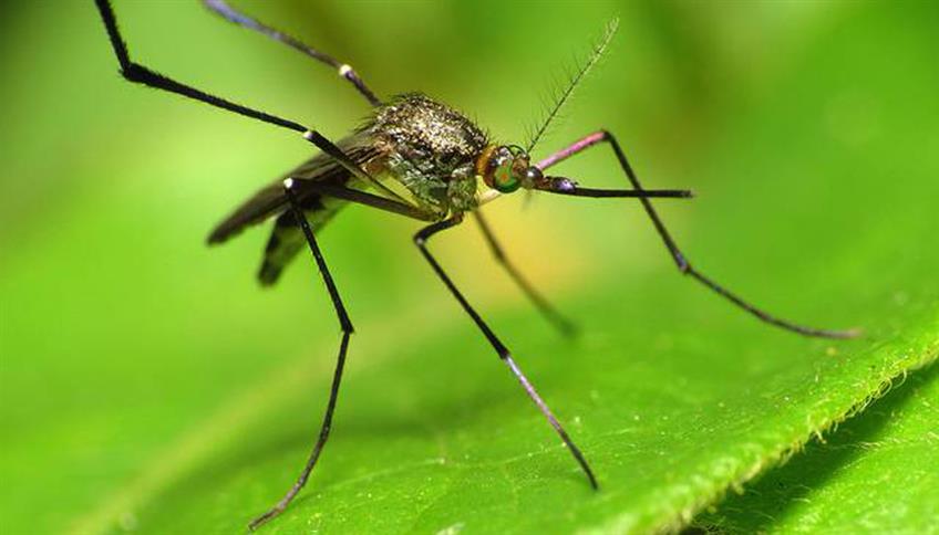 Le zanzare sono davvero fastidiose Le zanzare sono davvero fastidiose